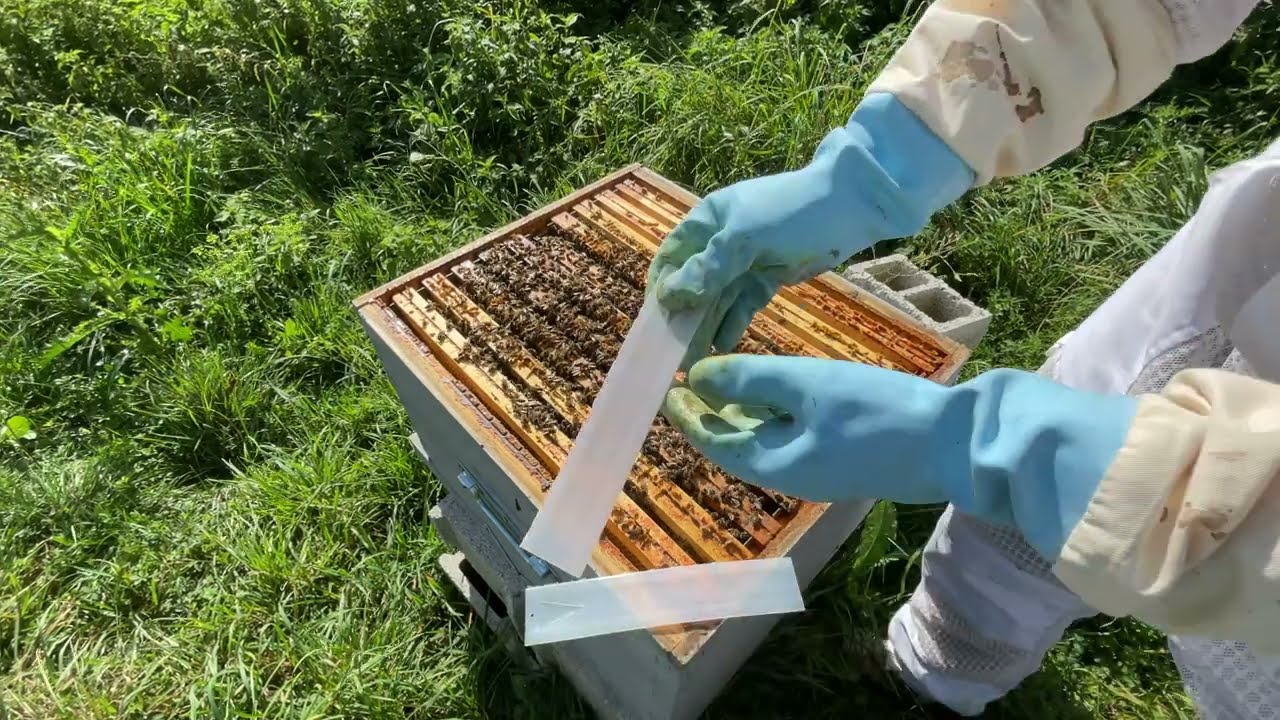 APIVAR 🐝 COMMENT TRAITER SES RUCHES CONTRE LE VARROA