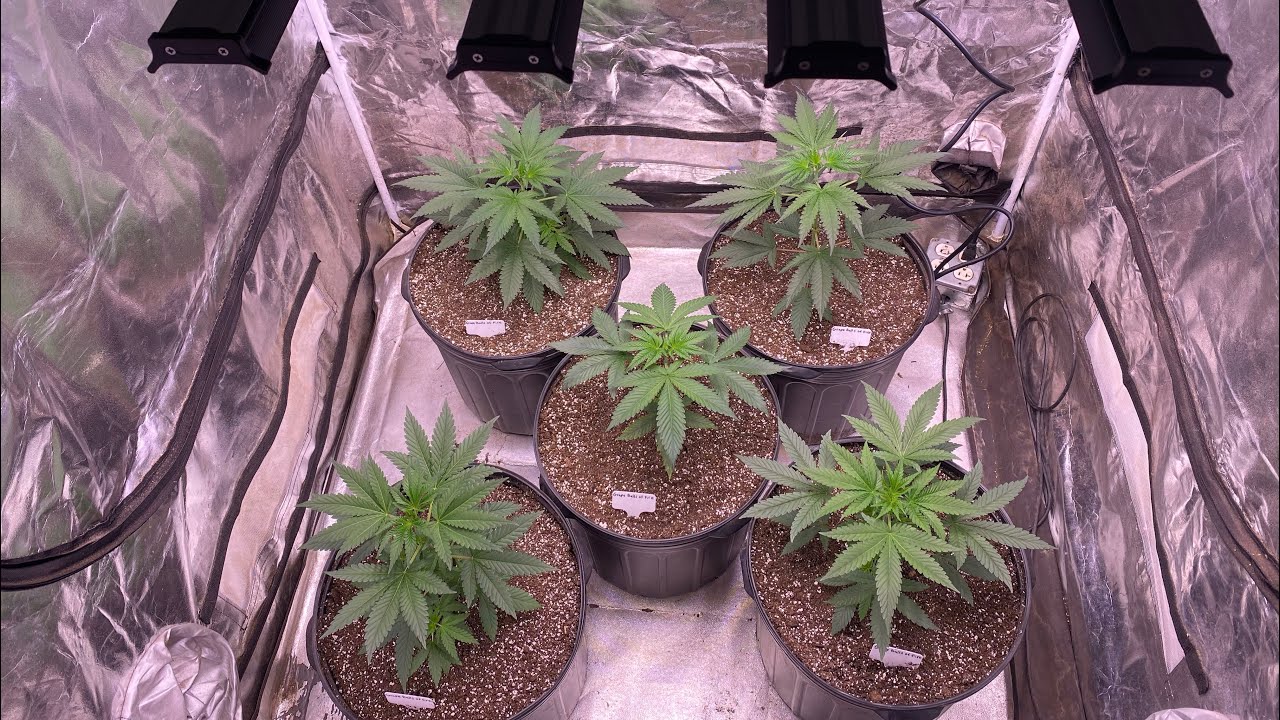 Indoor grow 2023: Farmlite led grow light for $139 on amazon review