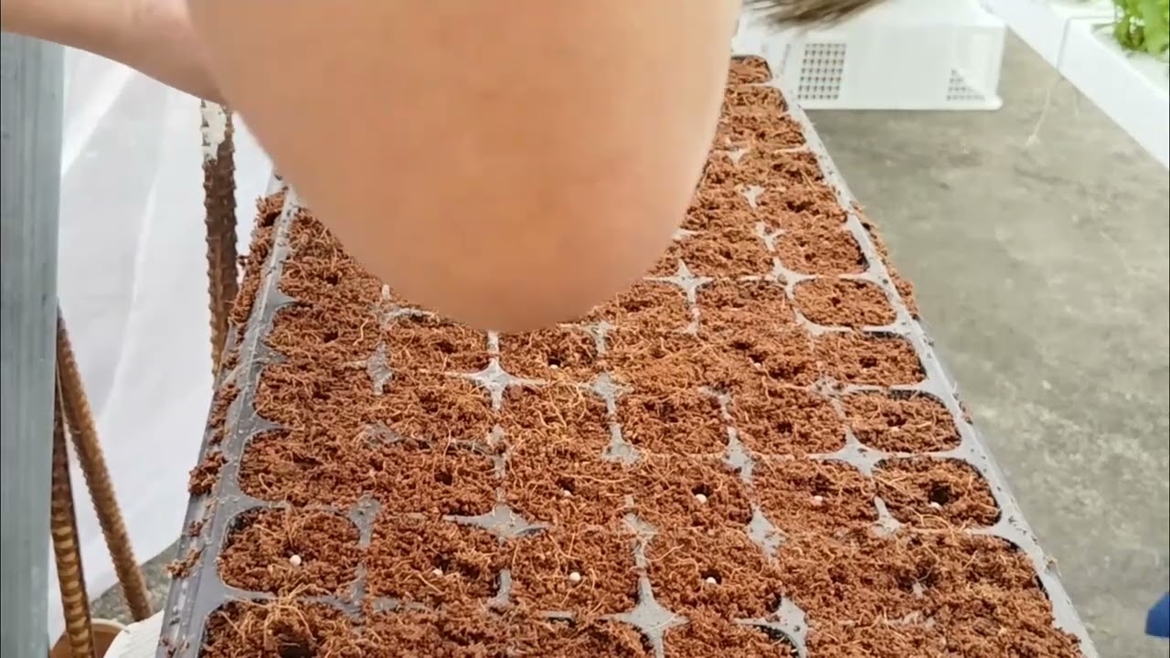 Pagpupunla ng lettuce