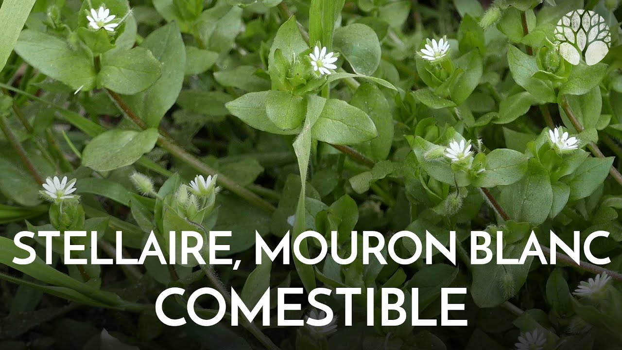 La stellaire ou mouron des oiseaux est riche en minéraux