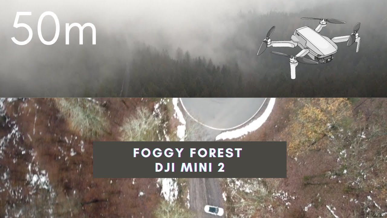 Foggy Forest - DJI Mini 2  #Djimini2 #dji #drone