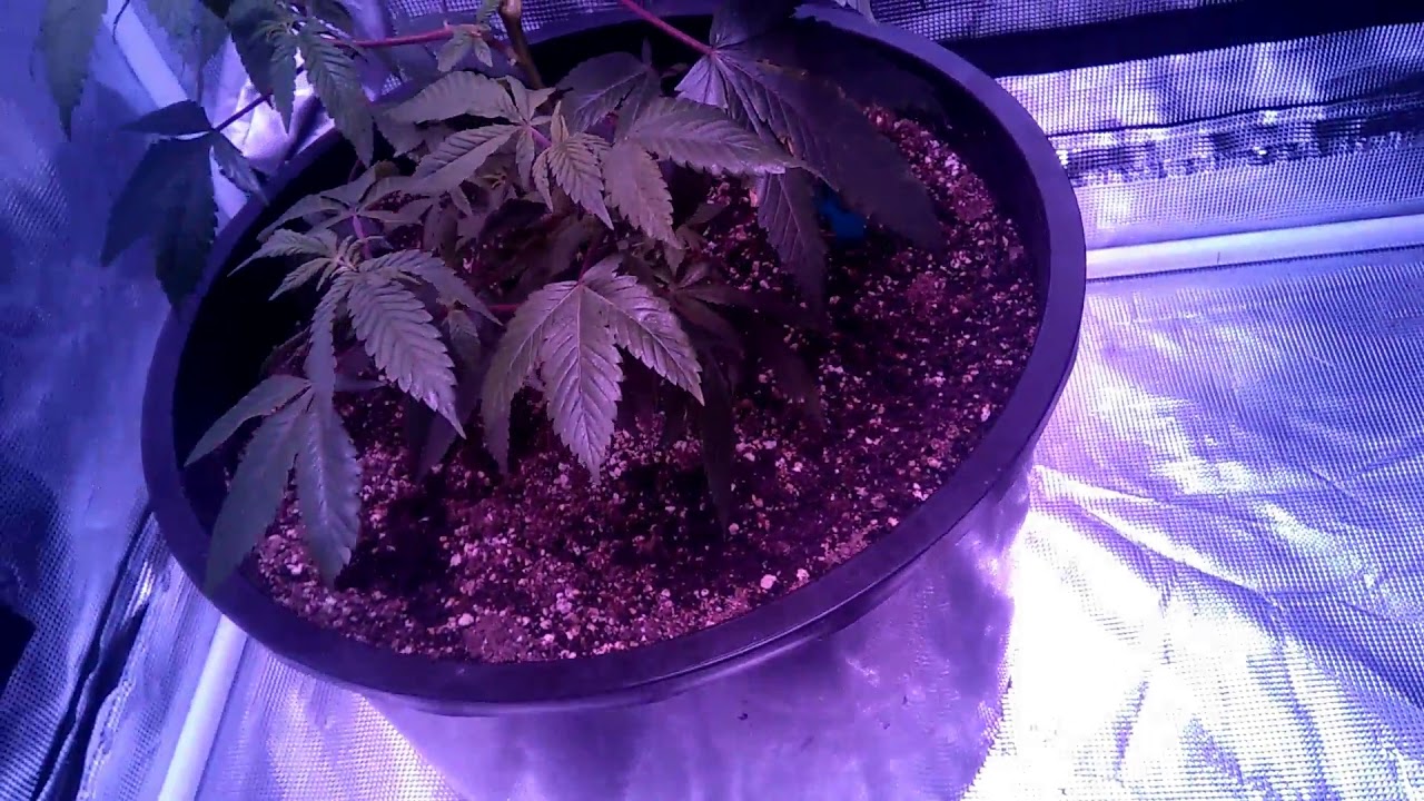 Tripz88's GARDEN SEASON #3 #1