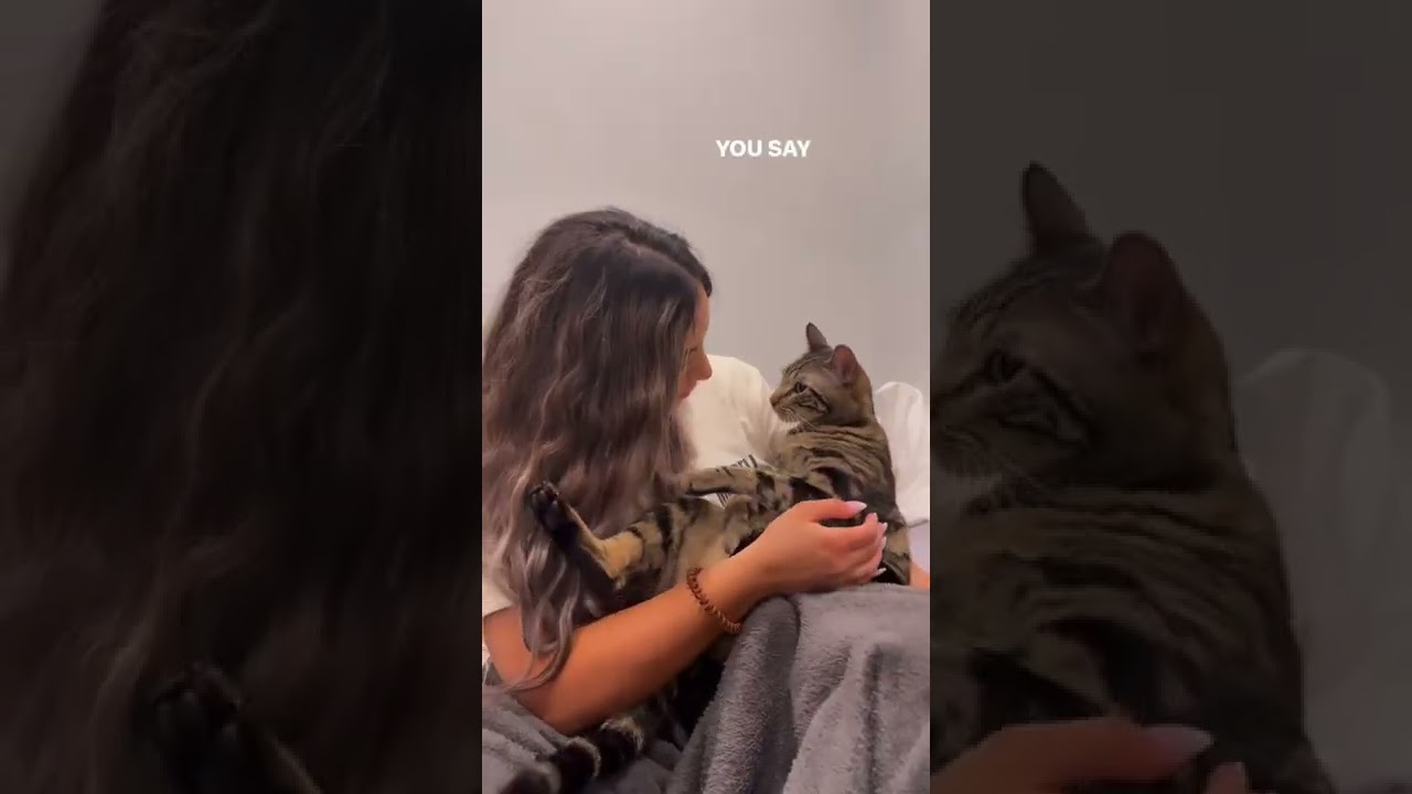 ТАК, КАК МОЙ КОТ ИЗВИНИЛСЯ 😂 #шорты