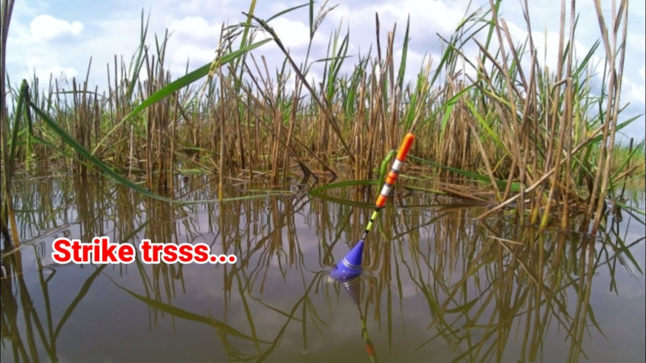 Siapa Sangka Sawah petani ini, Jadi Lumbungnya ikan Nila