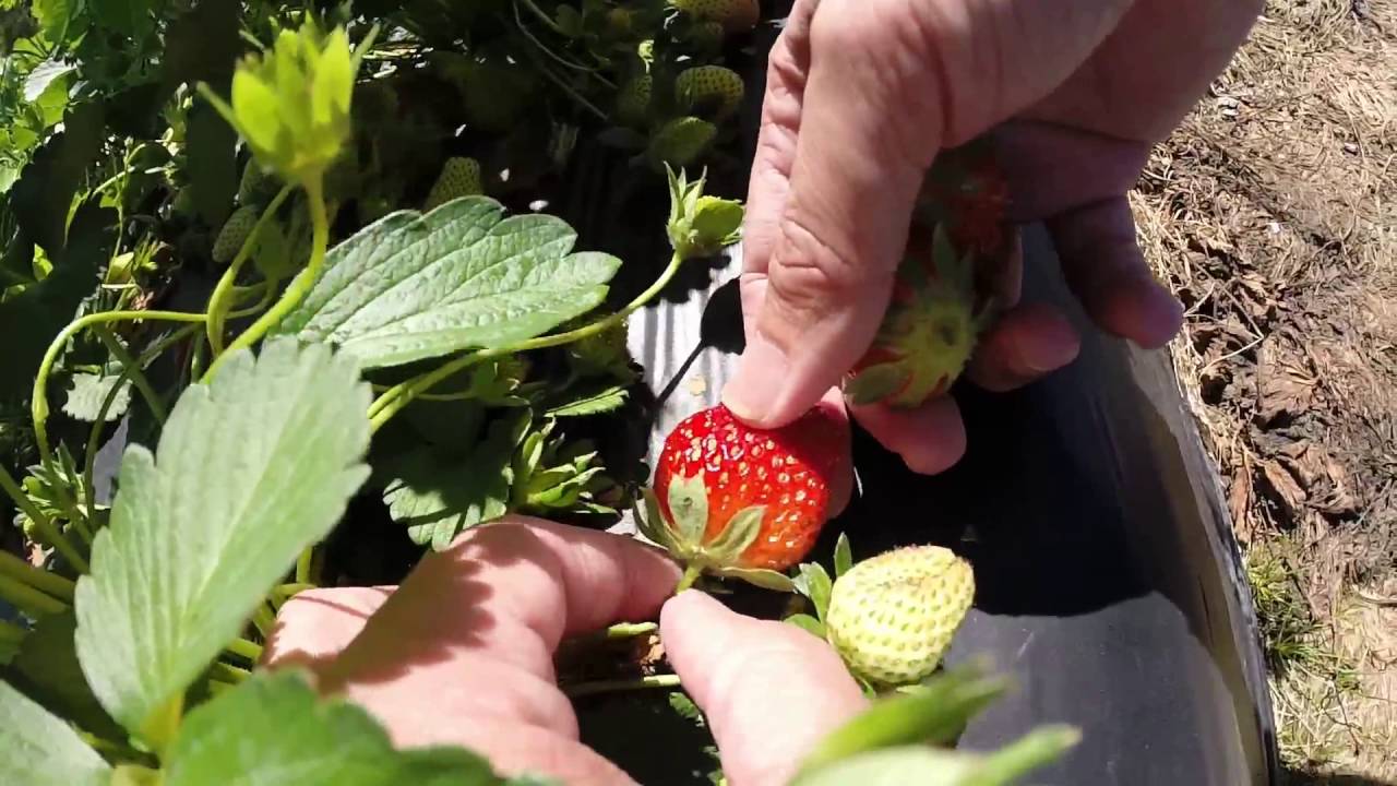 Quick Strawberry Picking at Cottle Farms in Columbia