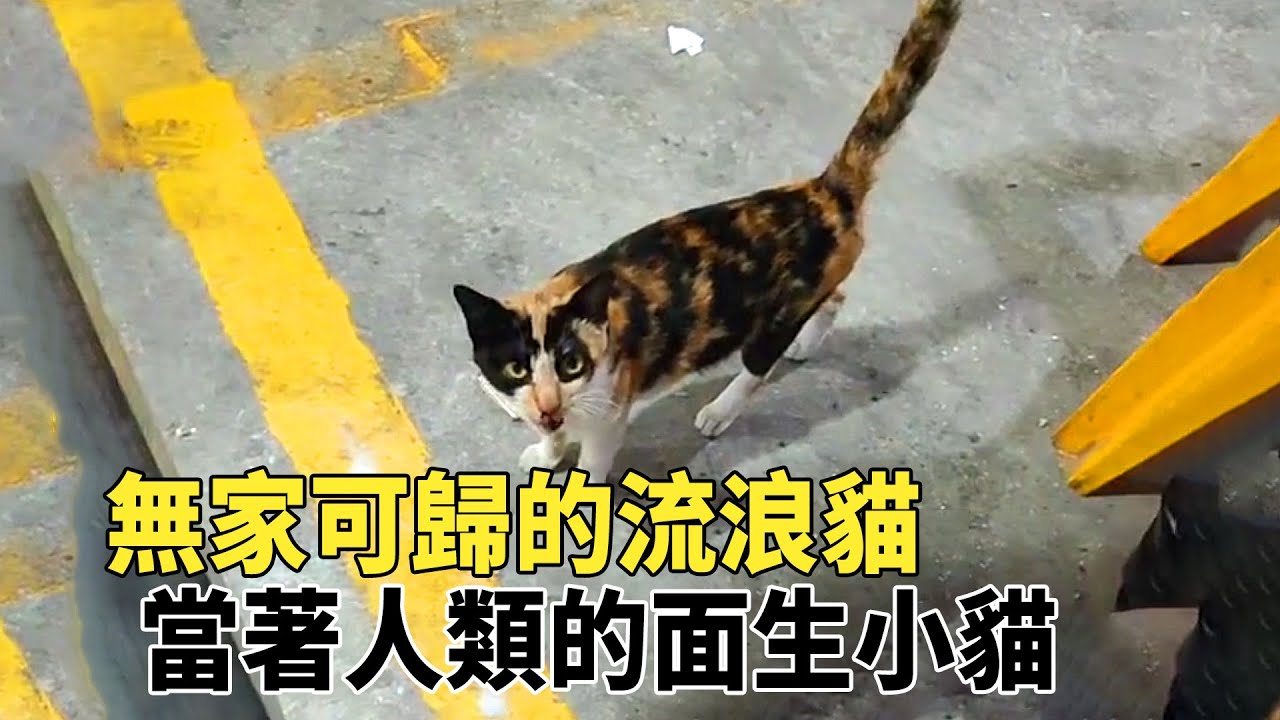 深夜攔路的流浪貓，看清它的模樣後滿是心疼，它竟當著人類的面生小貓