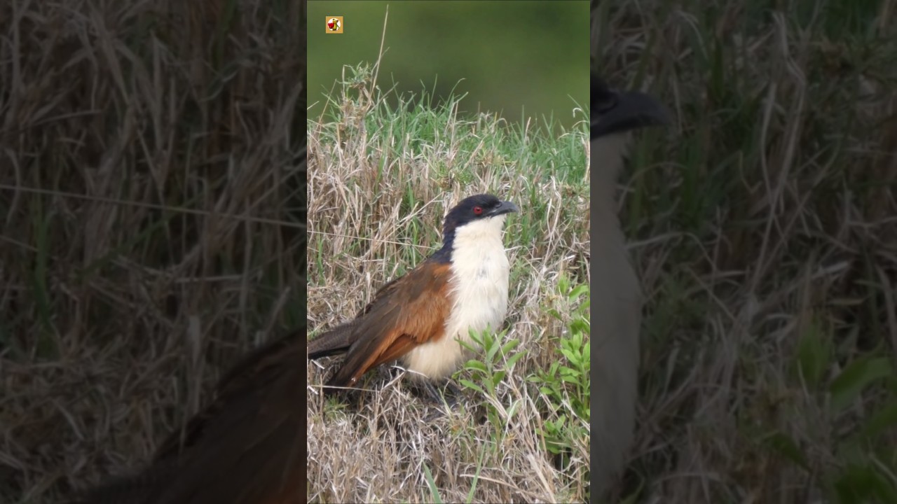 Senegal Coucal Bird Sounds | Senegal Coucal Bird Looking Around