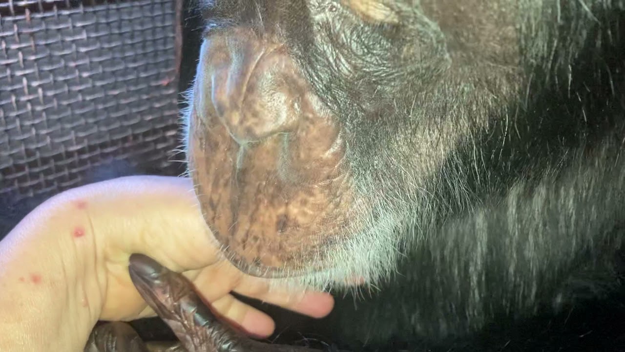 Focus on Bow: Chimpanzee Grooming