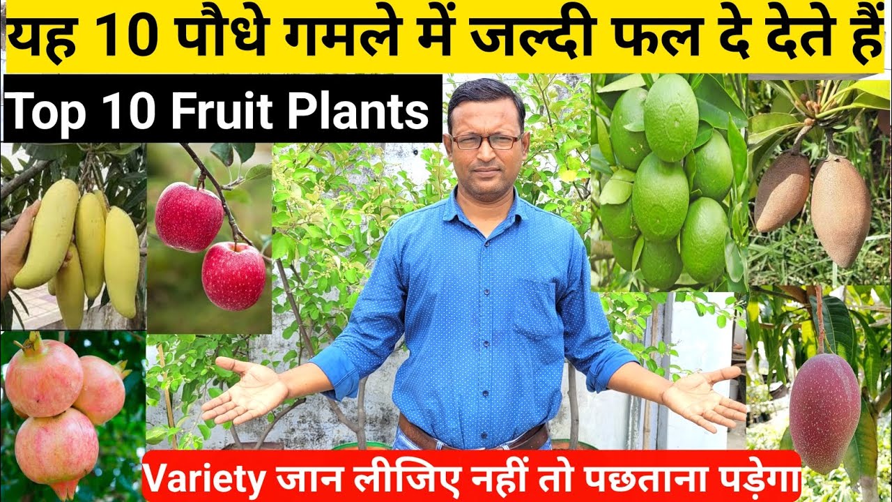 यह 10 फलदार पौधे गमले में जल्दी फल दे देते हैं | Top 10 Fruit Plants For Rooftop Garden | Variety