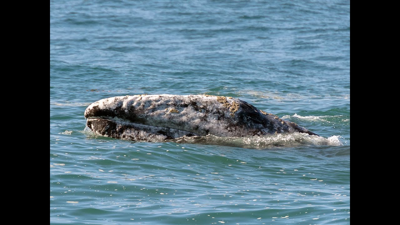 Fall Migrations | California Academy of Sciences