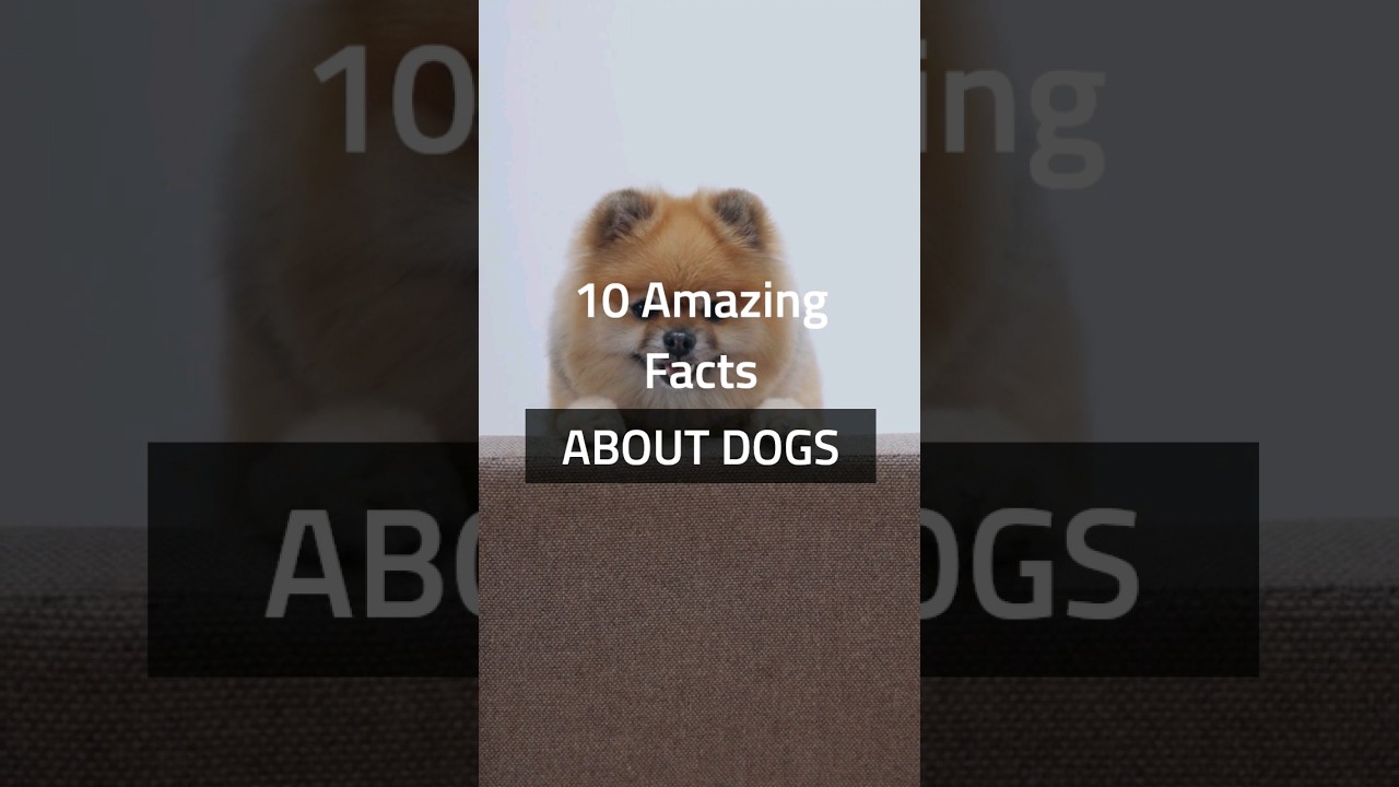 10 things you probably didn't know about dogs