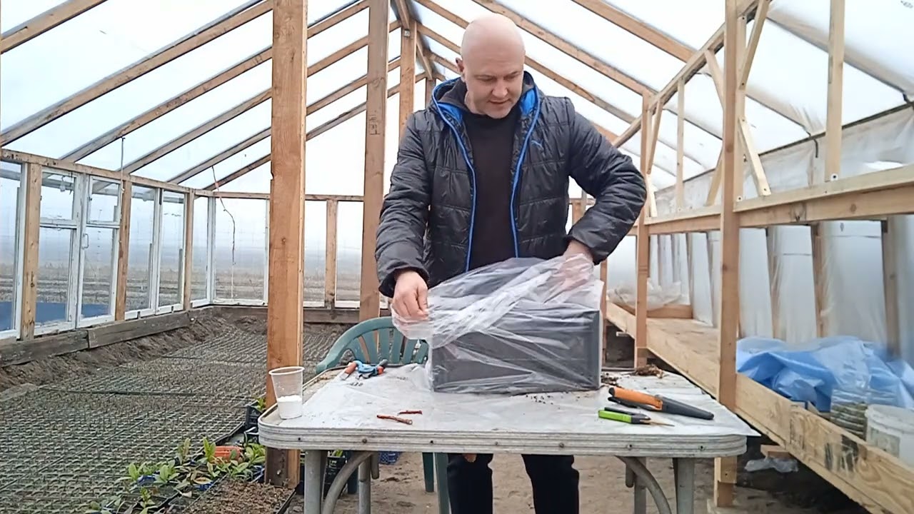 ЧЕРЕНКОВАНИЕ ГОЛУБИКИ!!! ОЧЕНЬ ПРОСТО ДЛЯ КАЖДОГО!!! ЧЕТЫРЕ СПОСОБА!!!