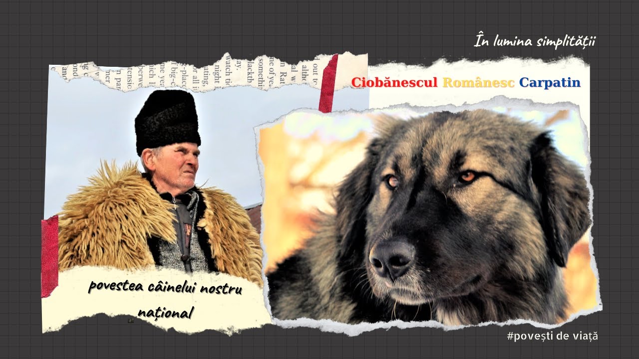 Din pasiune pentru Ciobănescul Românesc Carpatin