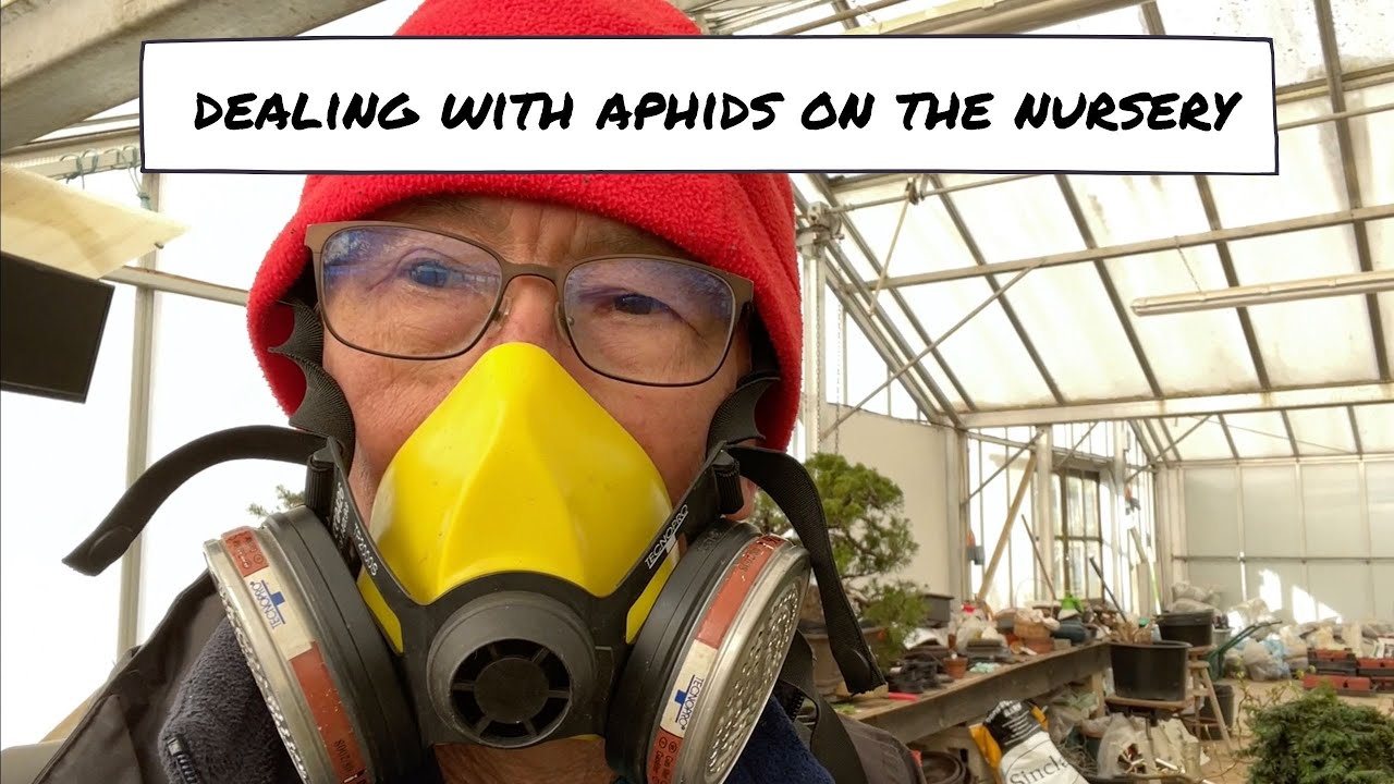 Dealing with Aphids