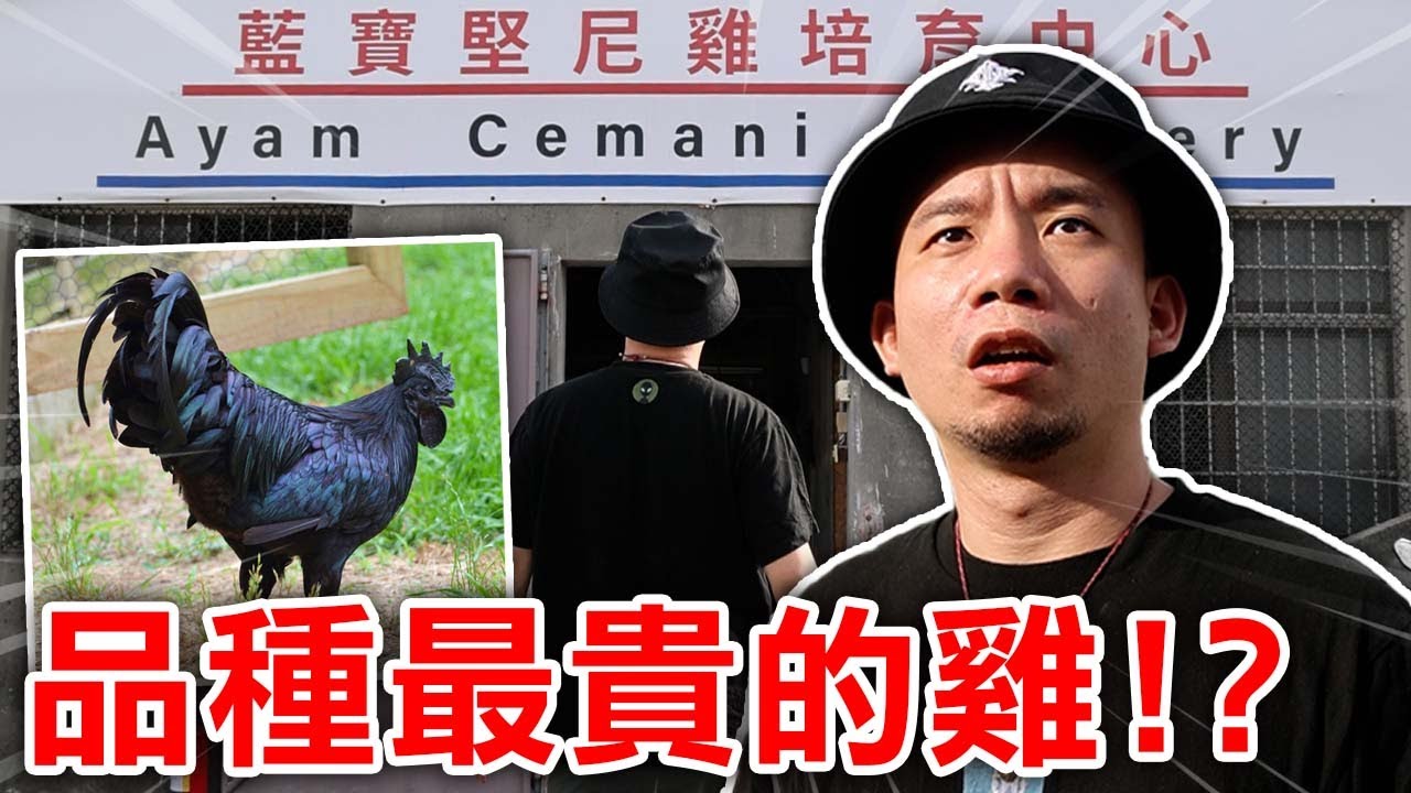 雞八萬的由來！跟烏骨雞哪個好吃？【烏鴉DoKa】