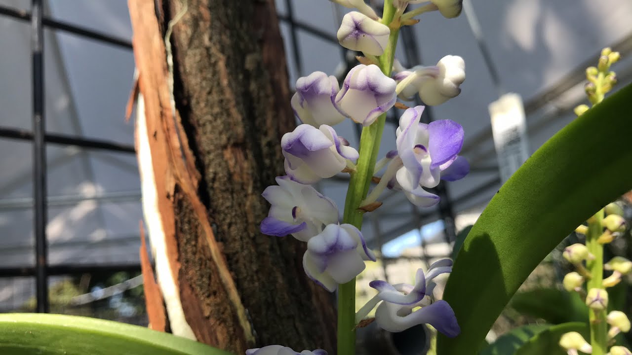 Andy’s orchids open house
