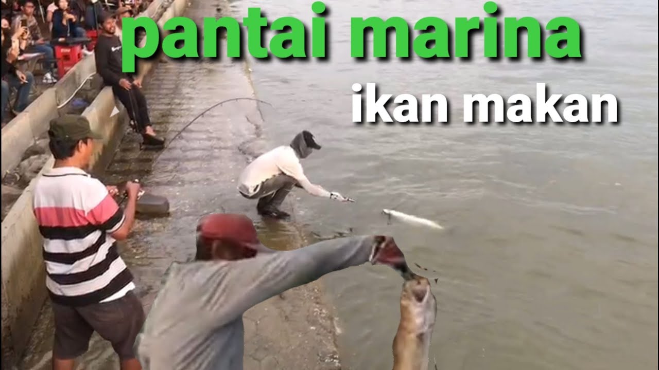 mancing di marina...!! dapat kakap besar sekali...!!