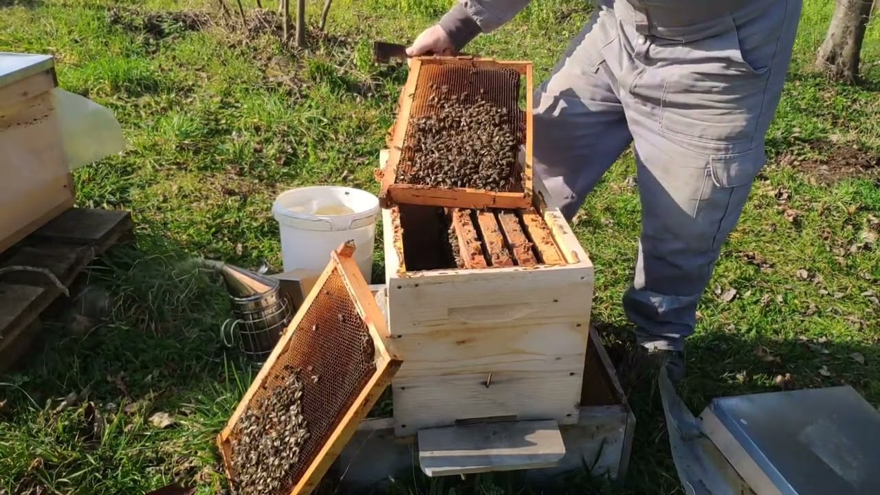 Açlıktan ölmek üzere olan bölme arılara son anda yetiştim.