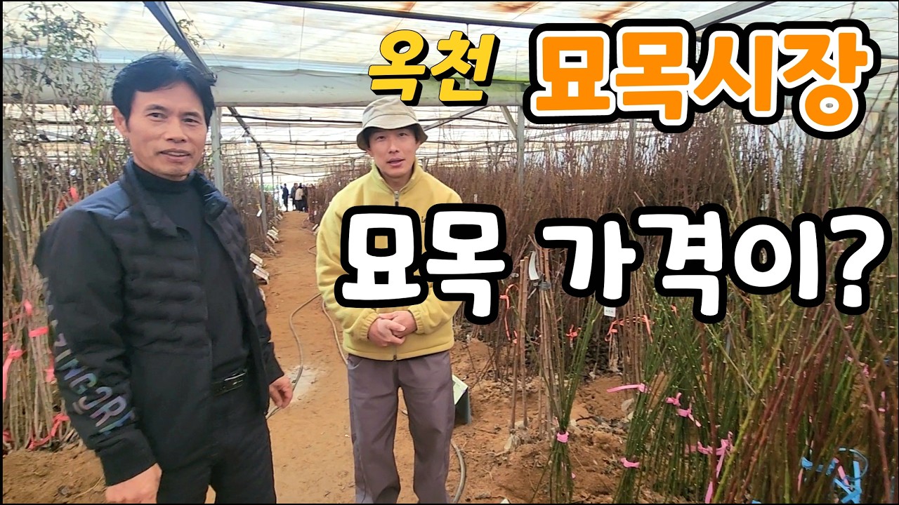 옥천묘목시장 묘목 싸게 구입하는 방법? 유실수.약용나무