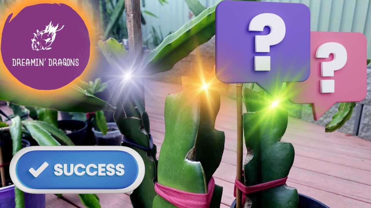 The Rare Side of Grafting Dragon Fruit