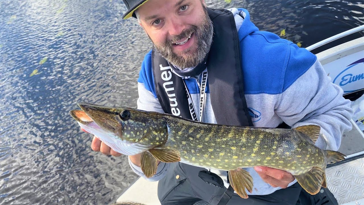 Hauenkalastus lumpeikossa ja heinikossa - Vauhtia ja vinkkejä