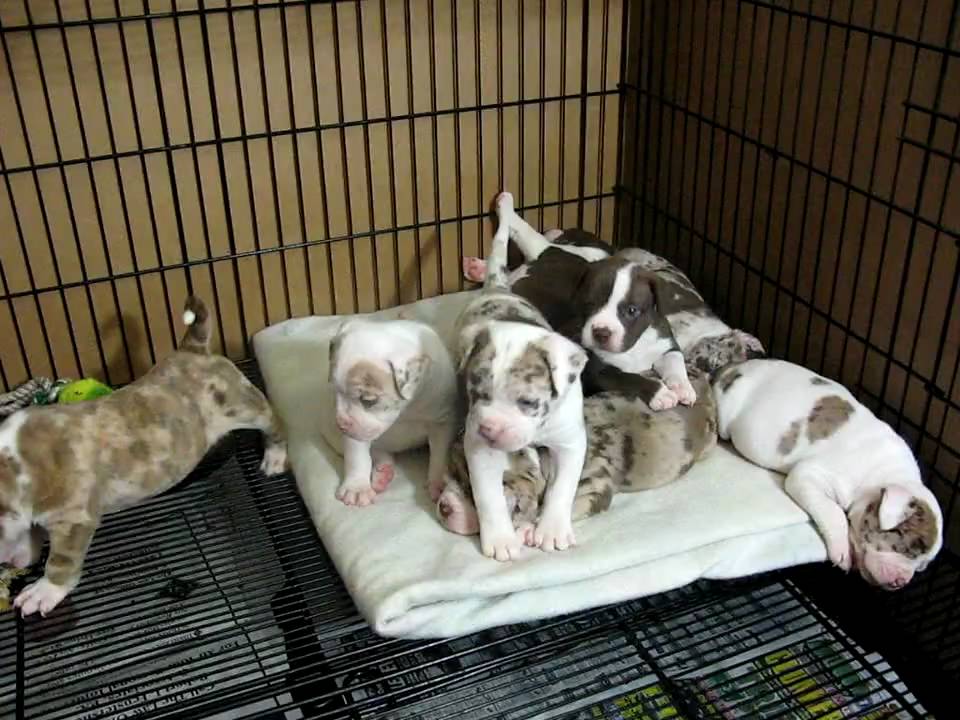 Alapaha Blue-Blood Bulldog Puppies 4 Weeks