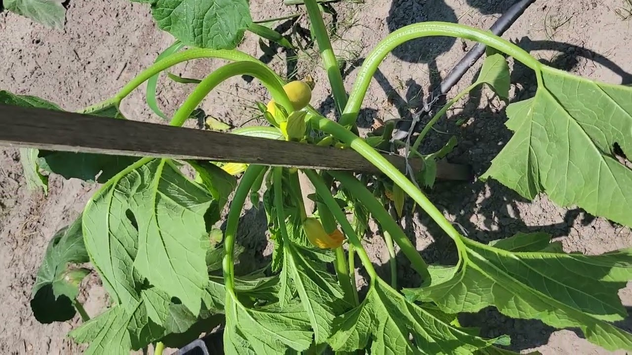 Staking Squash Plants