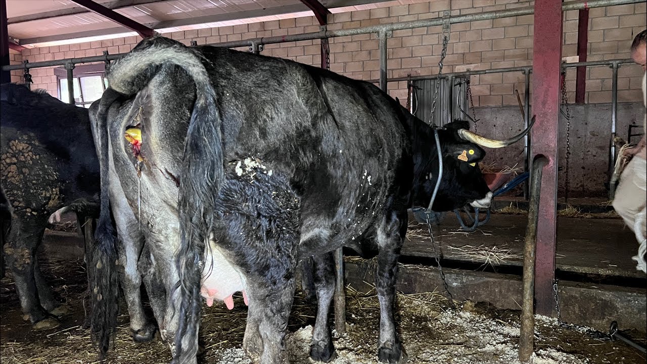 ‼La tudanca no quiere la cria ‼