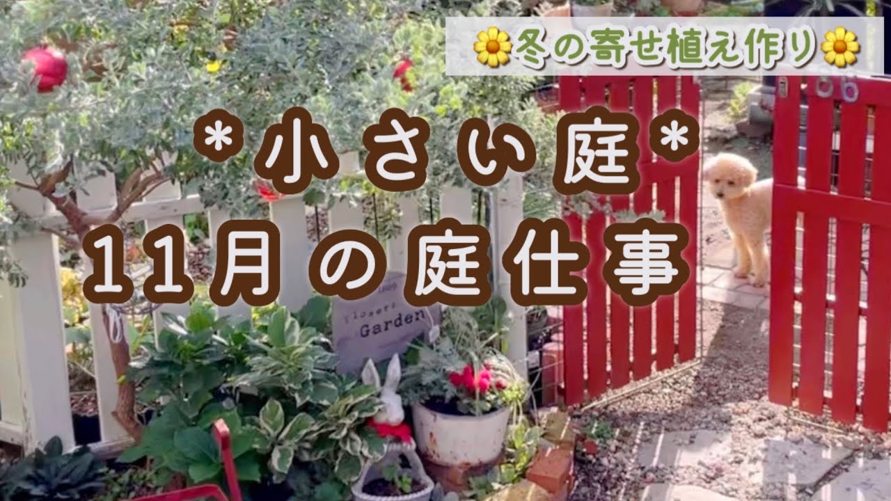 【冬の寄せ植え4種】ガーデンシクラメンの夏越し/ヤブランの株分け/カラーリーフの寄せ鉢/100vs1000輪咲きひまわり/長芋からムカゴ/