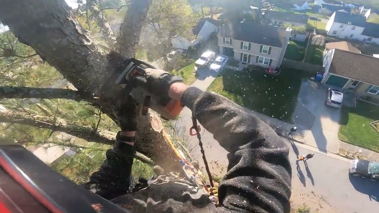 Pine Precision: Expert Climber Takes Down Twin Pines