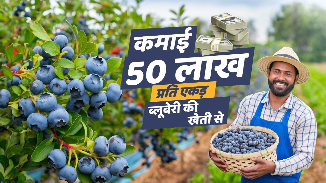ब्लूबेरी की खेती से प्रति एकड़ कमाए 50 लाख // Blueberry Farming in india Most profitable Fruit Crop
