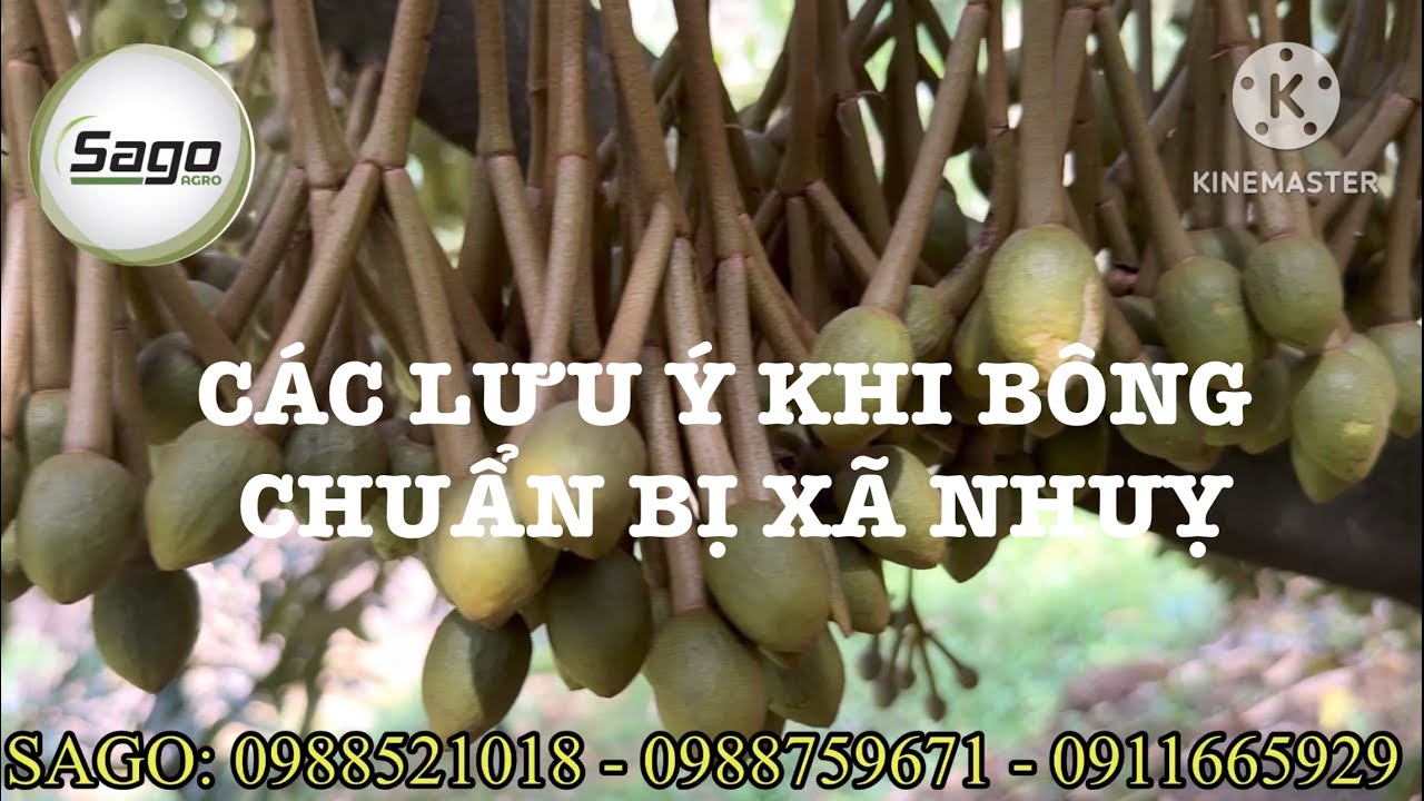 MỘT SỐ LƯU Ý KHI BÔNG CHUẨN BỊ XỔ NHUỴ. SẦU RIÊNG TÂN PHÚ - ĐỒNG NAI.