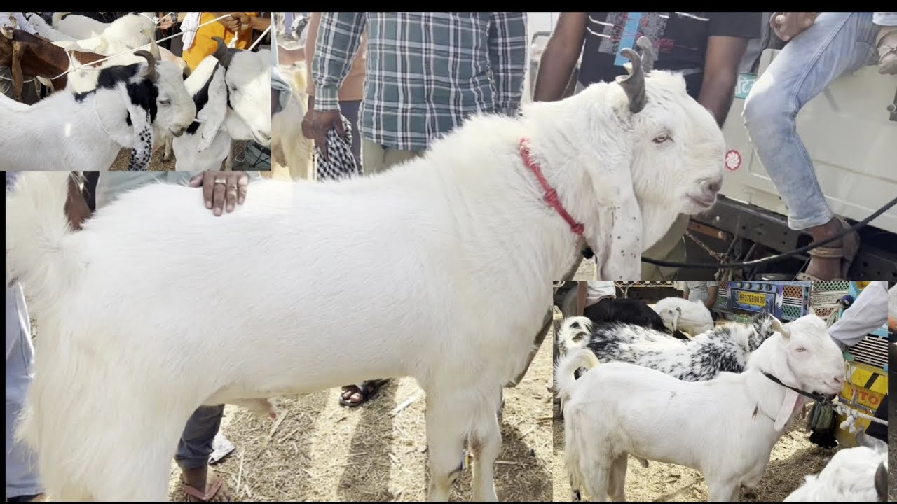 Rajasthan Kota bakra mandi kota goat market live updet cover with price 1 June 2024