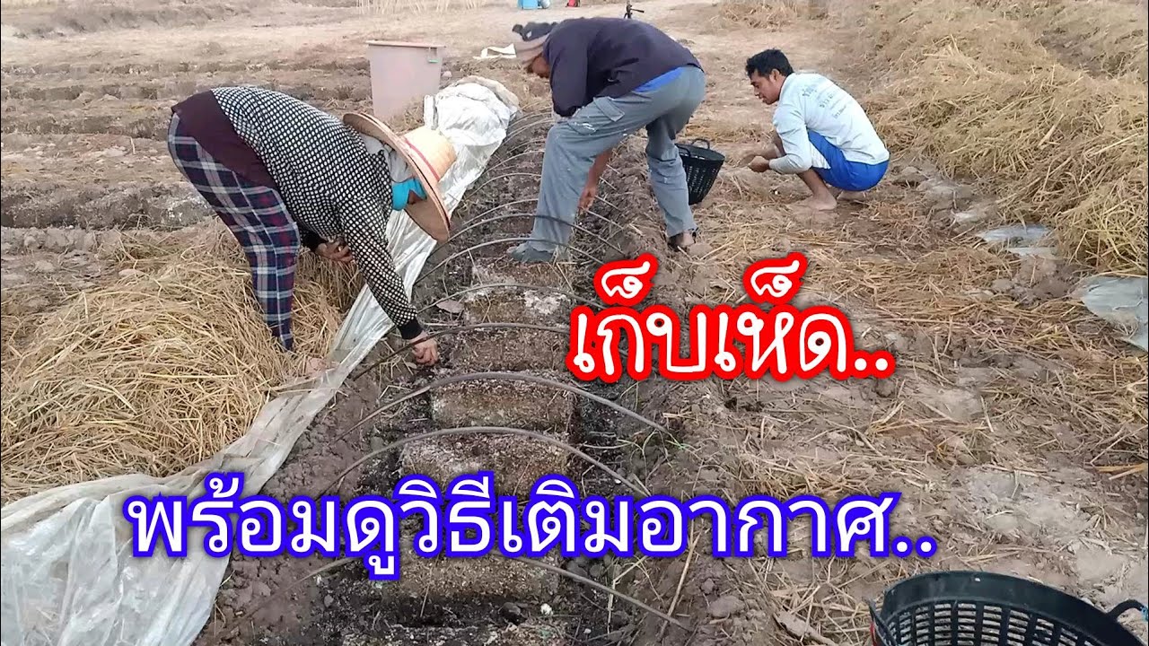 เพาะเห็ดฟางจากกากมัน..ต้นทุนตำ่กำไรงาม(วิธีเติมอากาศให้แปลงเห็ด)