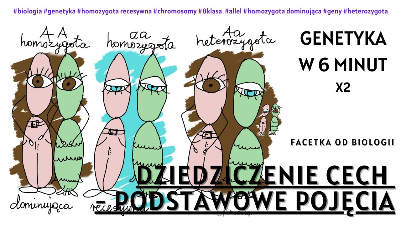 Genetyka - Pojecia - Allel - Homozygota - Genotyp - Fenotyp - Biologia [8 Klasa] - Dziedziczenie