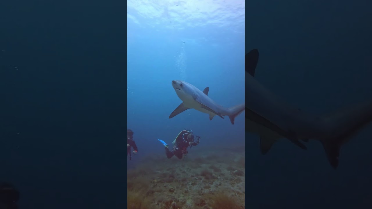 #thresher #Shark & #triggerfish