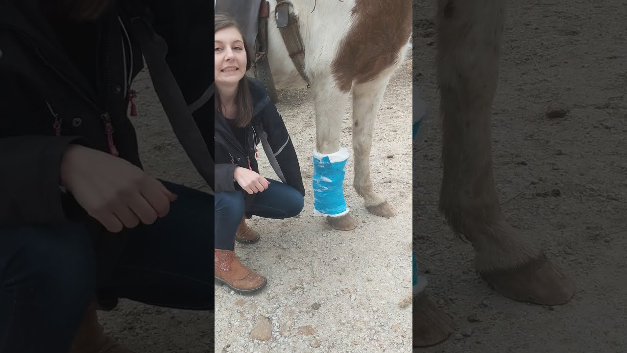 Leg Wrap on Horse