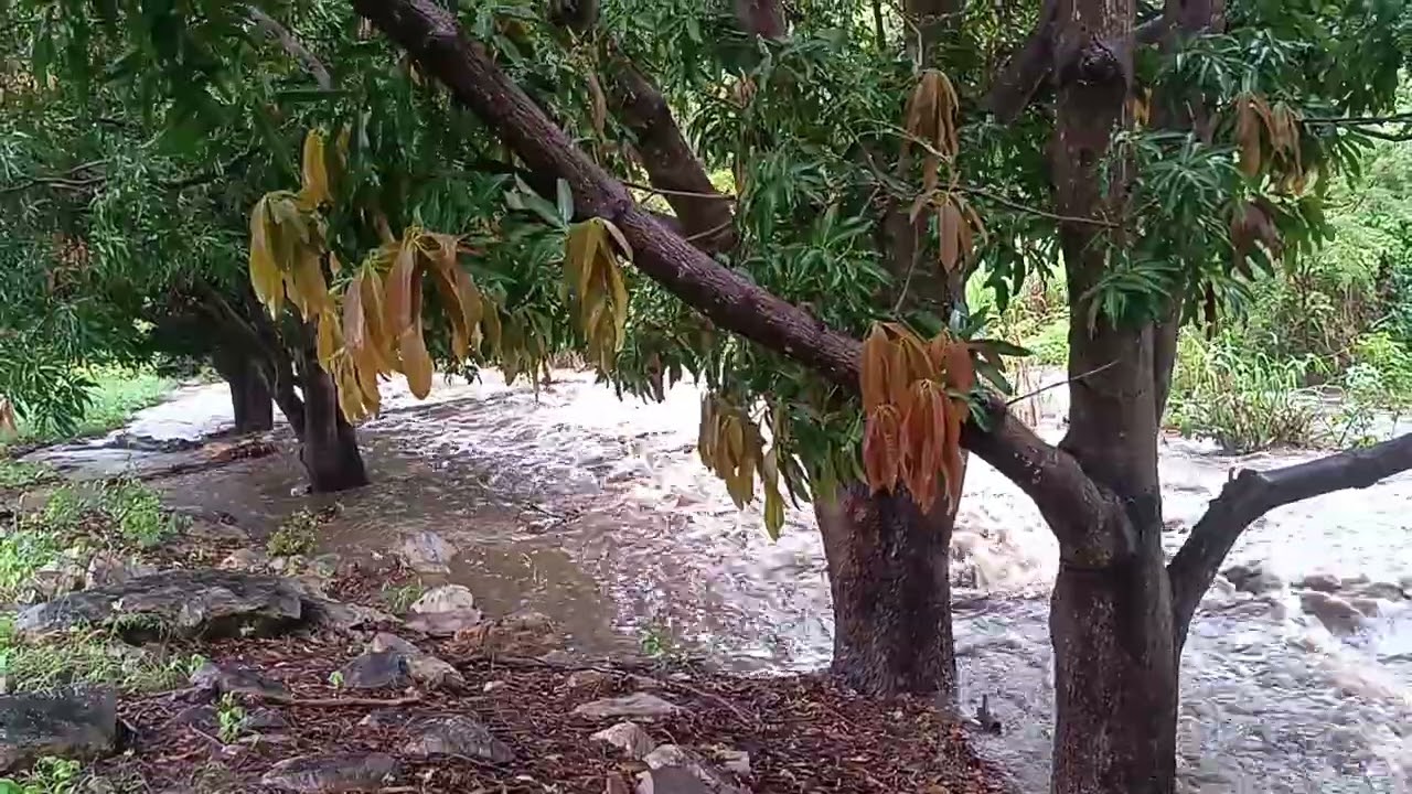 Água da Fonte Grande de Hidrolândia, serpenteando pelas roças de Hidrolândia. 19/01/2026.