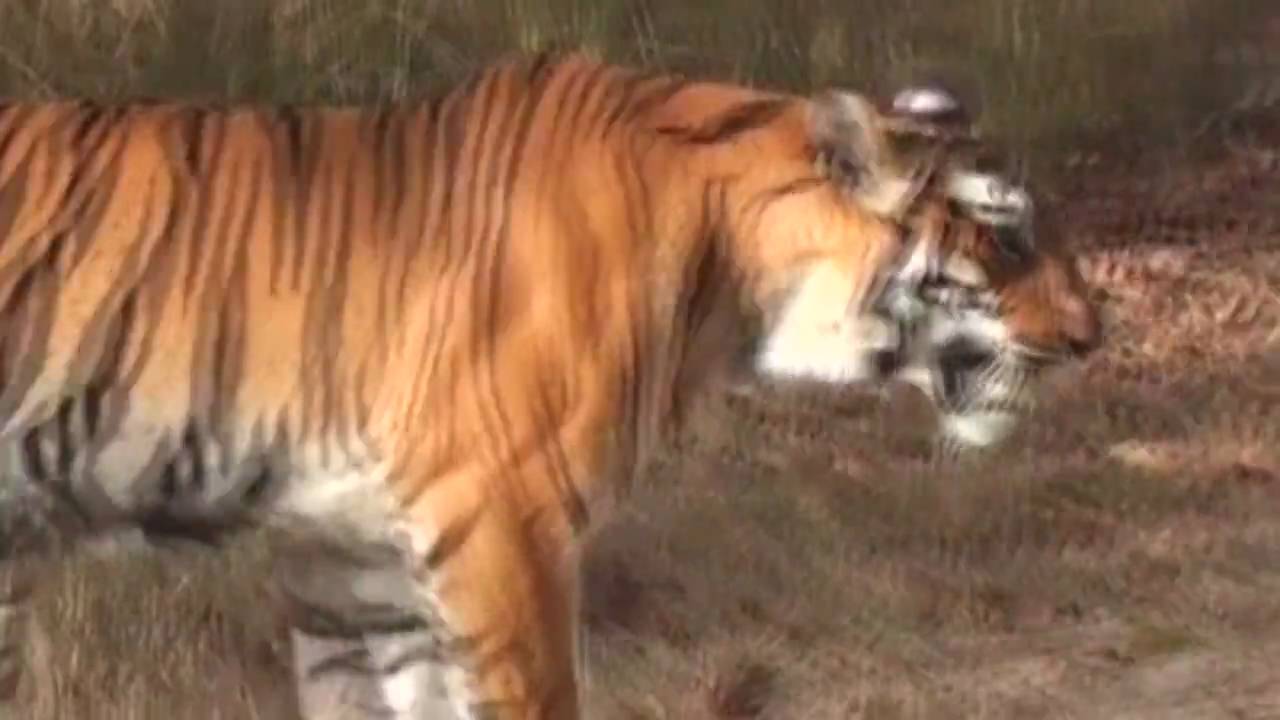 Tiger Tracking in India