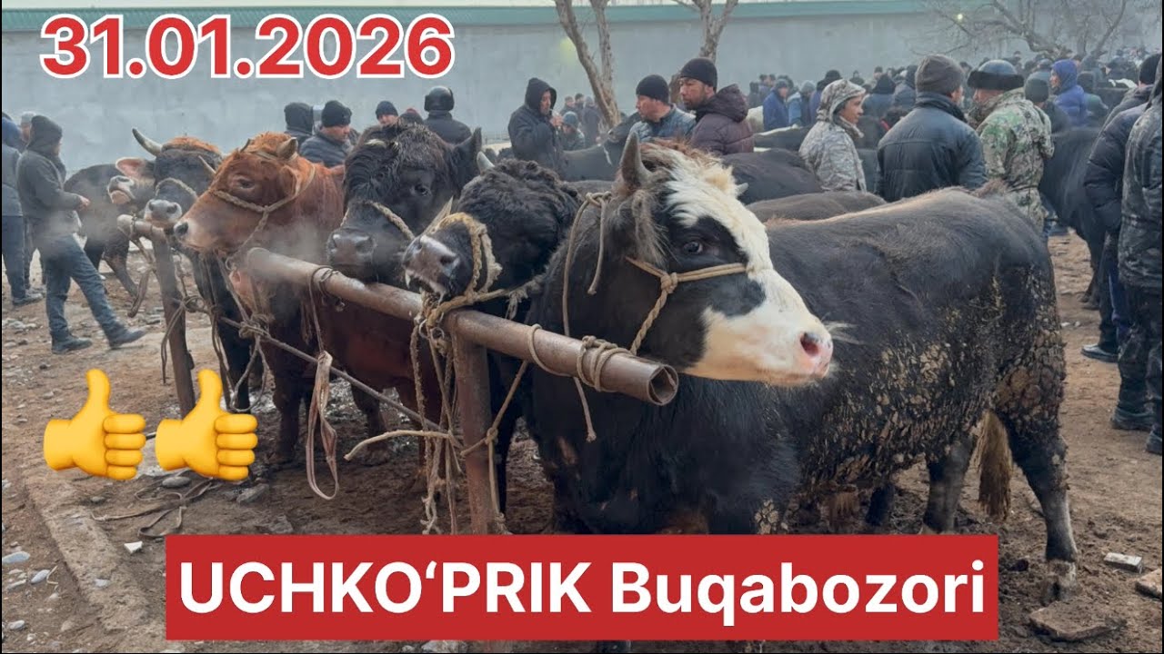 🐂 Uchko‘prik buqa qatori — abzor, narxlar va eng zo‘r mollar!