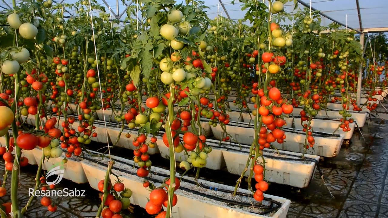 کشت هیدروپونیک گوجه‌فرنگی - تلاش سبز