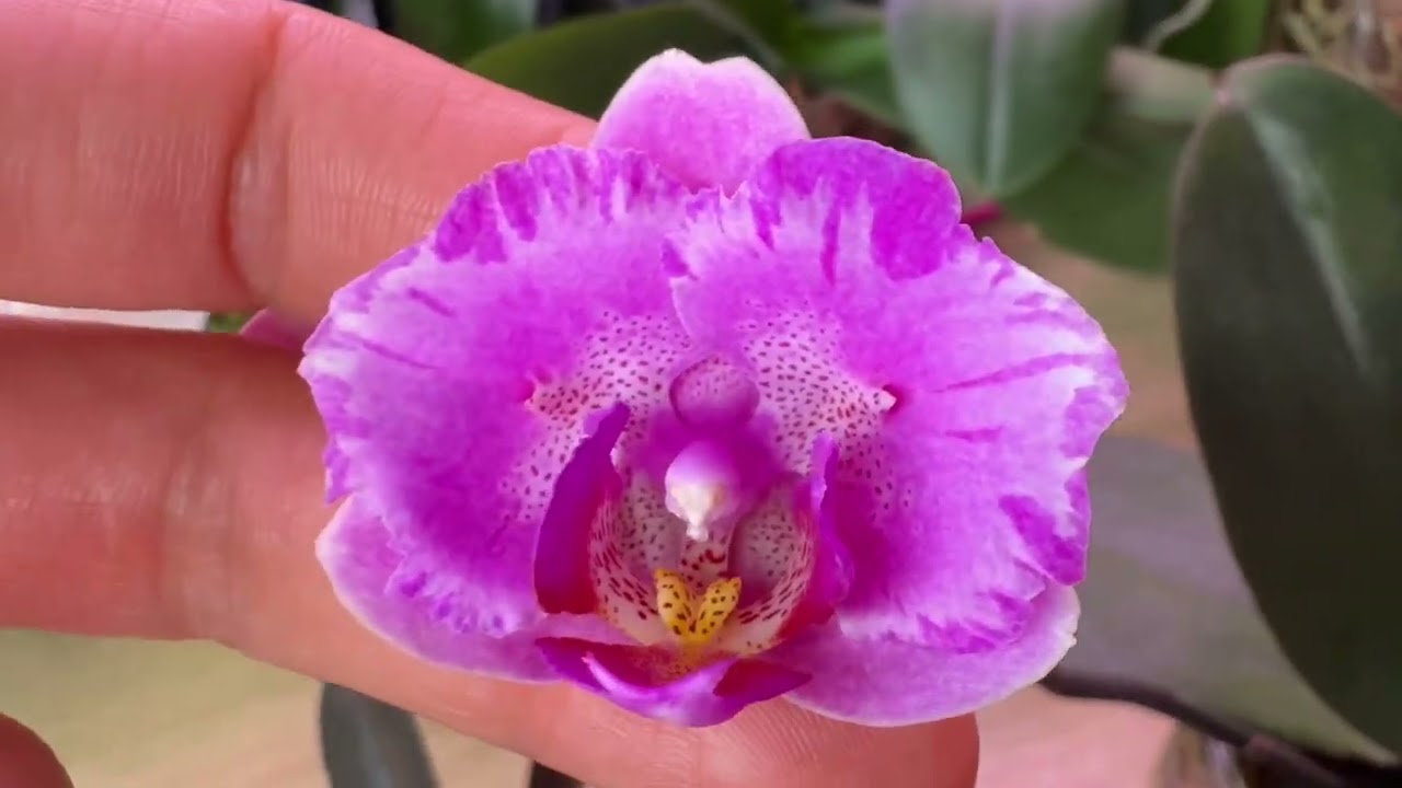 Новые роспуски 🌸 Пробую разгадывать тайны бутонов 🌷Сорта в описании 👇