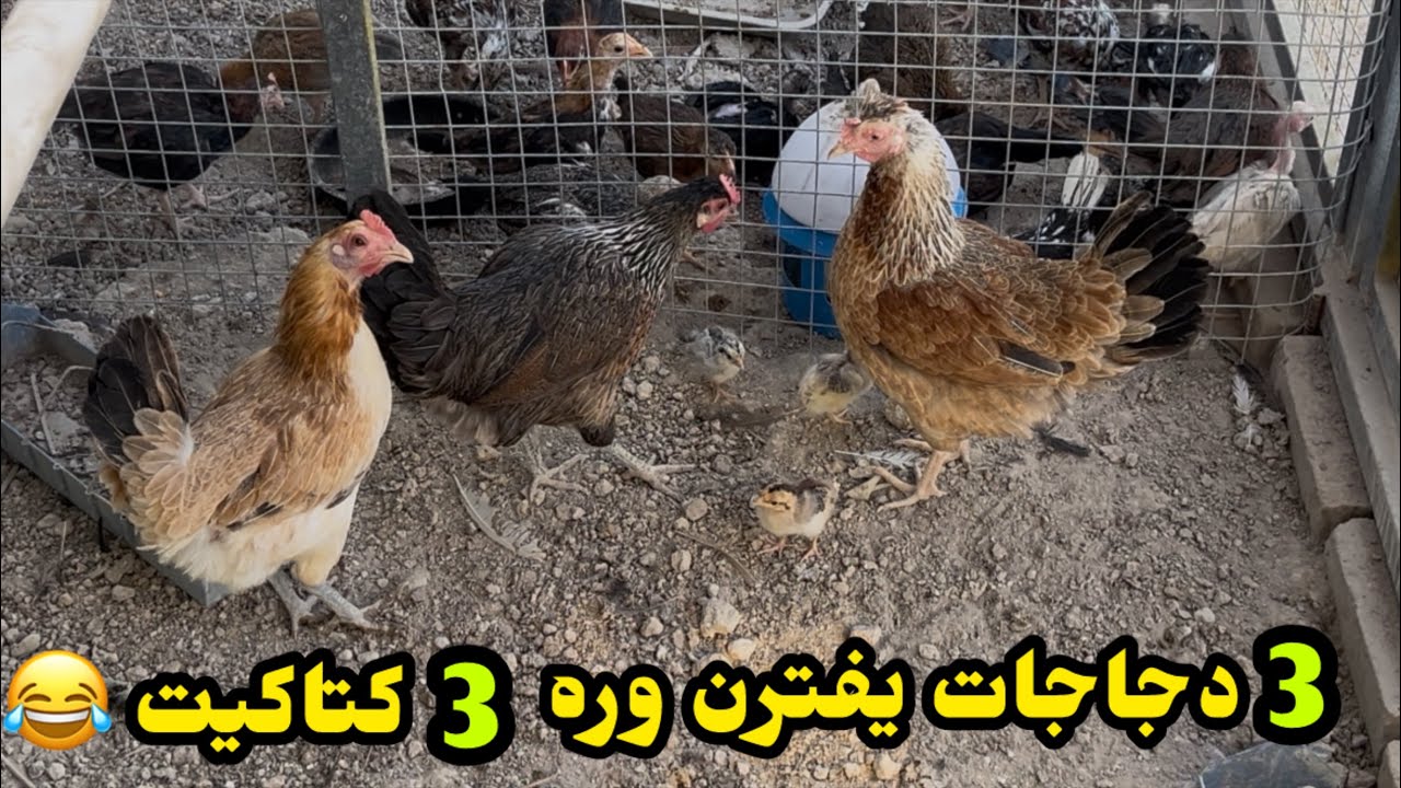 فقس كتكوت 🐣 فحصت البيض🥚ماتن فروجات 🥹