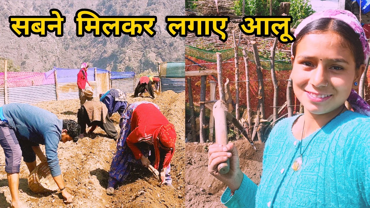 सबने मिलकर की करीना दिदि लोगों की मदद। इतने बड़े खेत में लगाएं आलू।।@sunainasunaina1842 ।।
