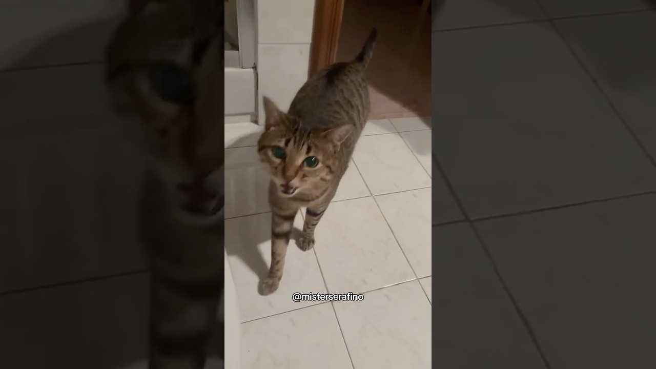 Serafino, il gatto italiano canterino più famoso!