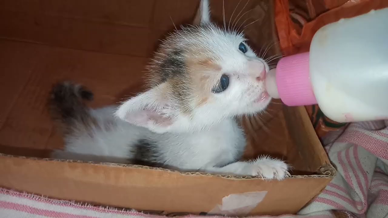 Rescue Kitten Showing Normal Behaviour After Having Bottle Feeding - Be Kind To All Kinds