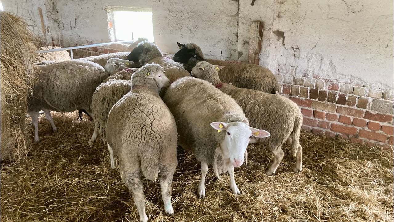 A juhok titkos élete / Secret life of sheep
