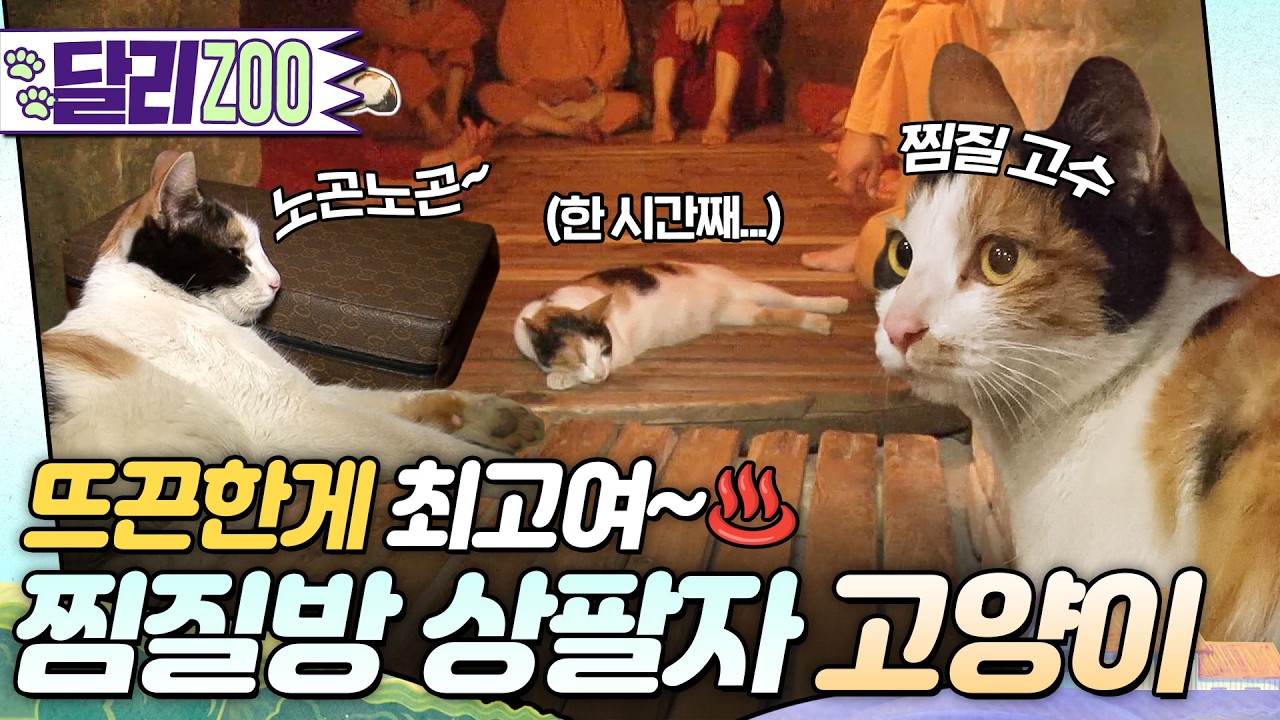 [🐕#달리ZOO] 고양이가 왜 여기서 나와? 찜질방 바닥에 몸 지지는 단골손님 나비의 정체♨️ #달리 #DALI