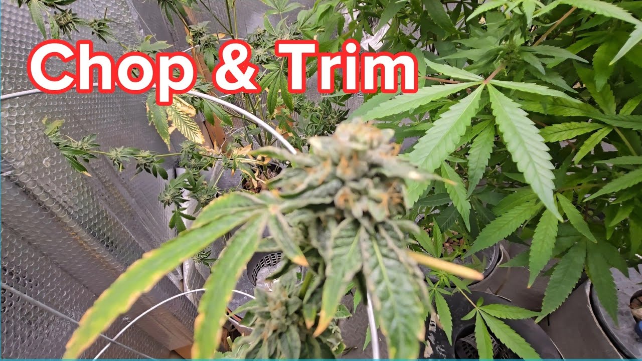 S3:E21 - TPC: Take Down & Trim Up