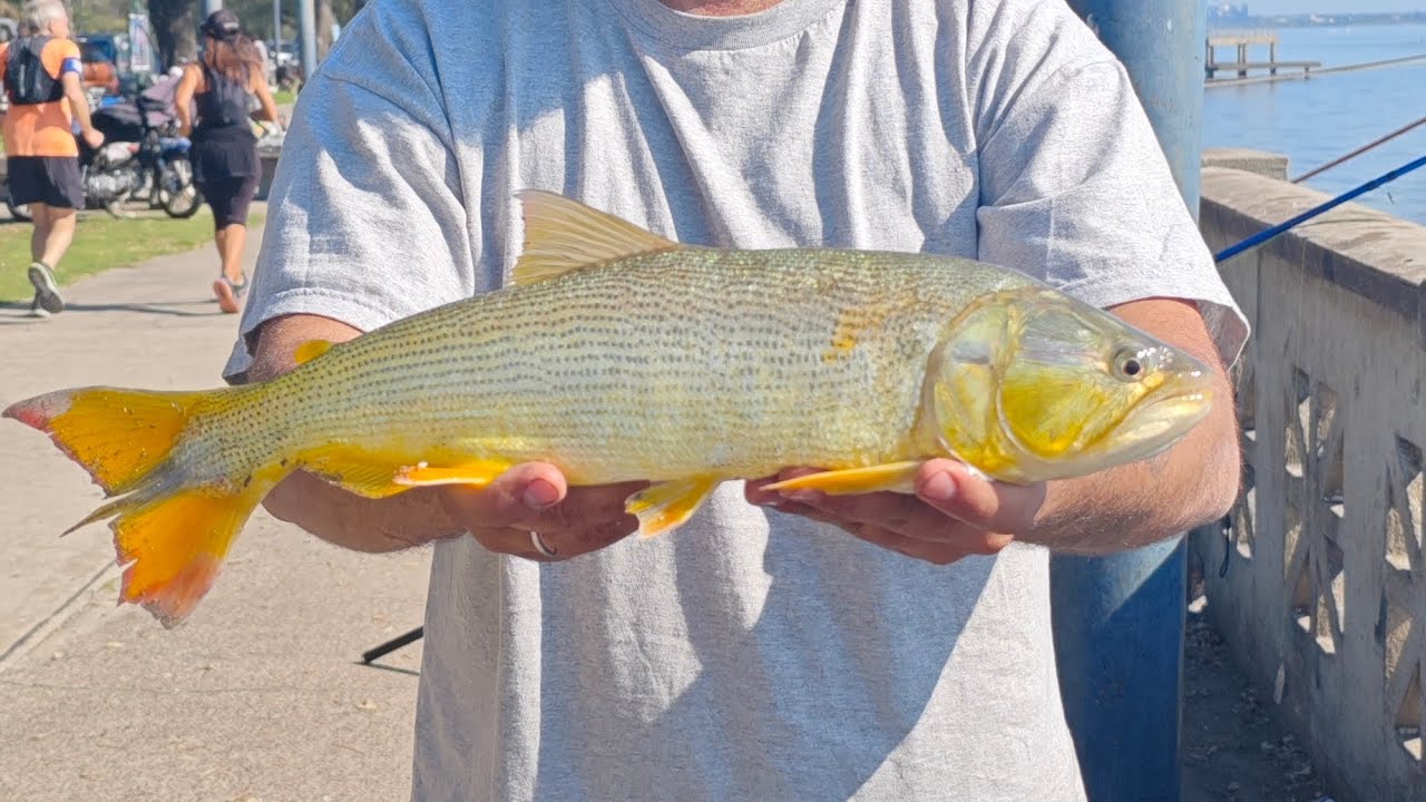 Pesca en Costanera norte Domingo 14 de septiembre 
